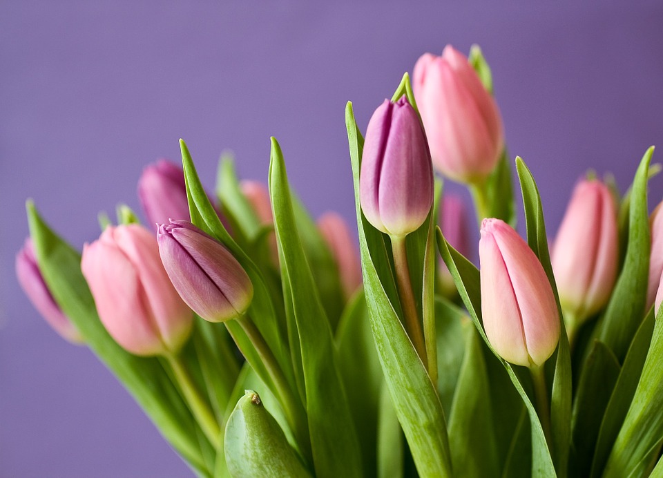 tulipaner, lyserød, planter